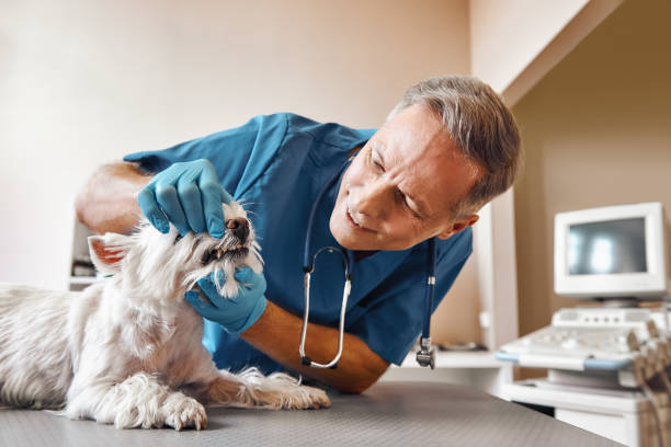 Best 24-Hour Emergency Dentist in Wilberforce, OH